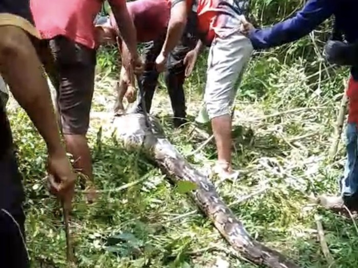 Warga Buton Tak Tegur Sapa, Piton 7 Meter yang Hancurkan Ternak Ditangkap dan Ditebas!